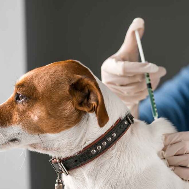 Vacunas indispensables para proteger a tus perros