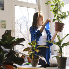 7 plantas de interior y sus beneficios