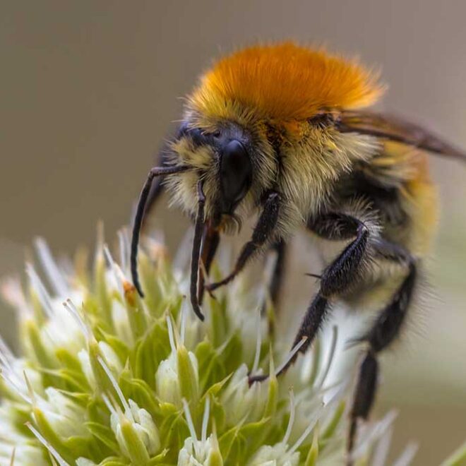 Conoce algunos datos fascinantes sobre las abejas
