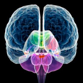 Anatomía cerebral