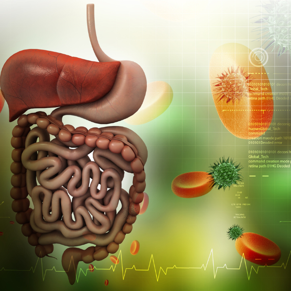 Ritmo digestivo: ¿qué es y por qué es tan importante?