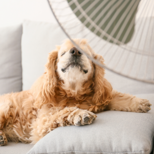 Cómo proteger a tus mascotas del calor
