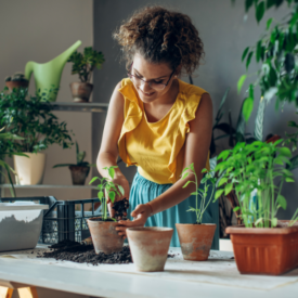 Primavera en tu hogar: descubre las plantas que te enamorarán