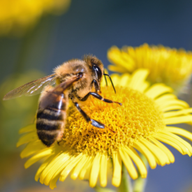 Día mundial de las abejas: su importancia para la vida humana