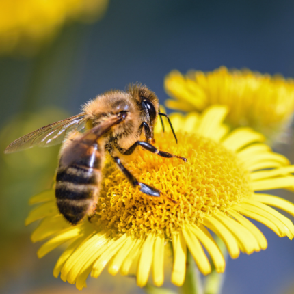 Día mundial de las abejas: su importancia para la vida humana