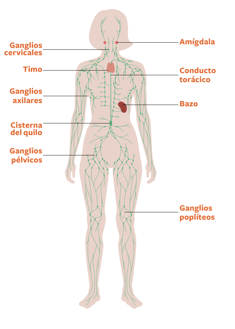 esquema del sistema linfático. masaje drenaje linfático