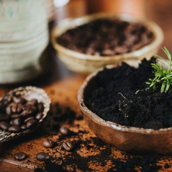 ¿Café para tus plantas? Los 4 beneficios que no conocías ¿Café para tus plantas? Los 4 beneficios que no conocías