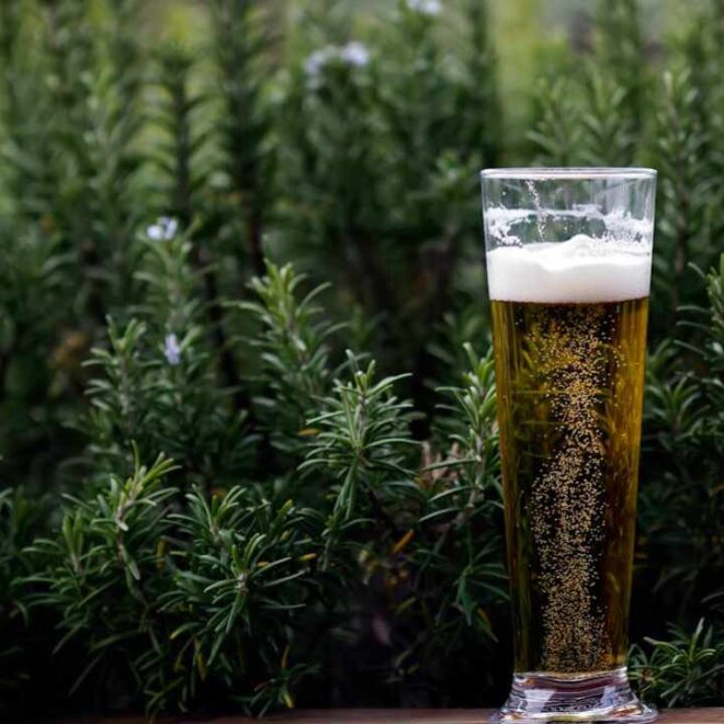 Profeco advierte sobre cerveza con alto contenido de azúcar Profeco advierte sobre cerveza con alto contenido de azúcar